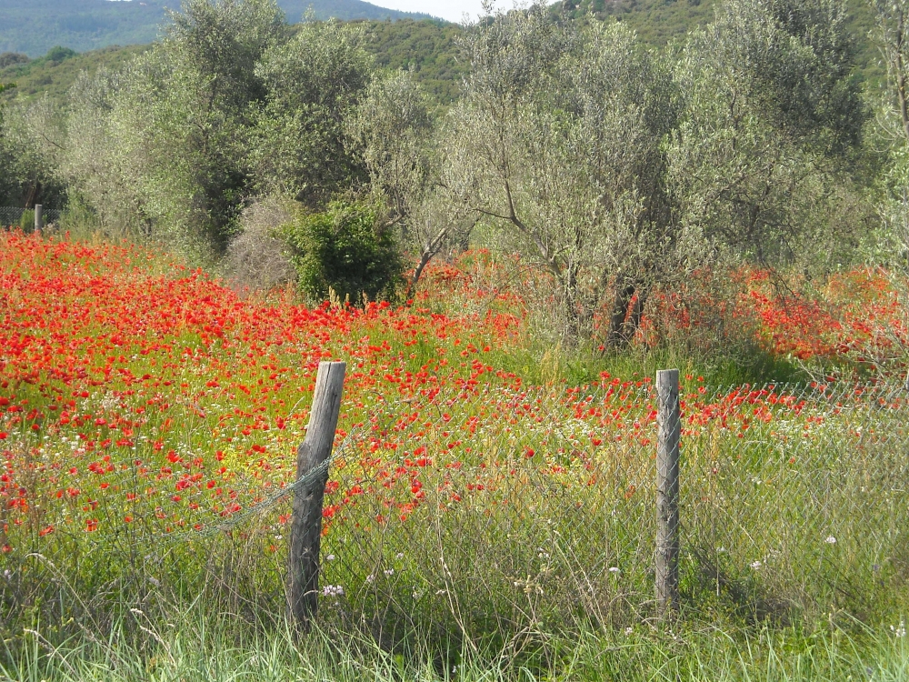  - Studio Legale Vaglio